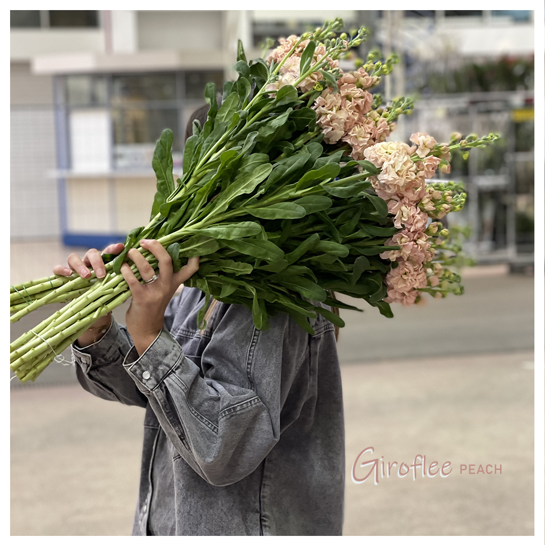 Fleur Assistance - Grossiste en fleurs coupées et feuillages frais