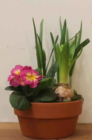 COUPE TERRE