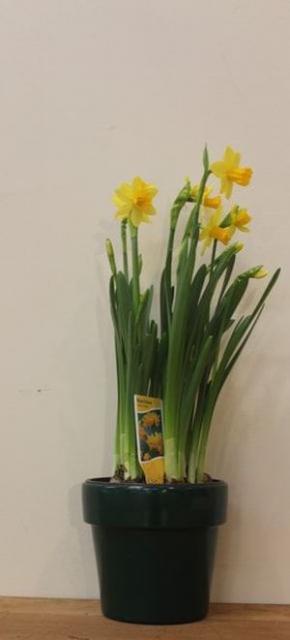 NARCISSE COLLECTION POT VERT