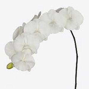 ORCHID. PHALAENOPSIS WHITE SERENITY EXXX X45.