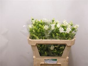 CAMPANULE WHITE 70
