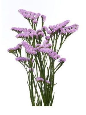 LIMONIUM ST DOLC SUN BIRDS 70