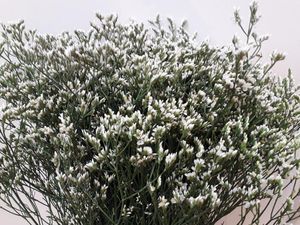 LIMONIUM SENSY WHITE 70/30