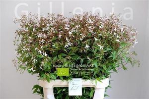 GILLENIA TRIFOLIATA 70