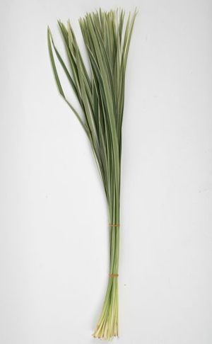 FEUIL. CHINA GRASS STRIE 60CM