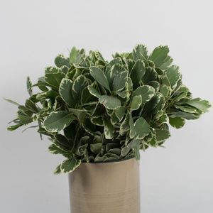 FEUIL. PITTO VARIEGATA 45