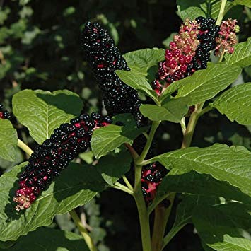 FEUIL. PHYTOLACCA Italie