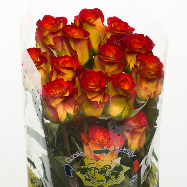 ROSE CIRCUS 40