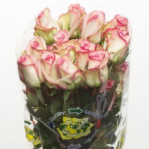 ROSE CEZANNE 50