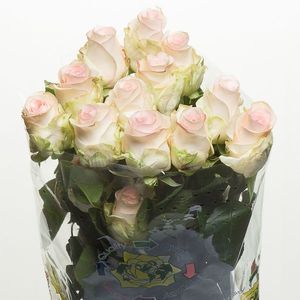 ROSE SENORITA 50