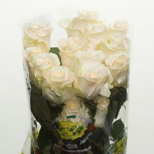 ROSE VENDELA 40