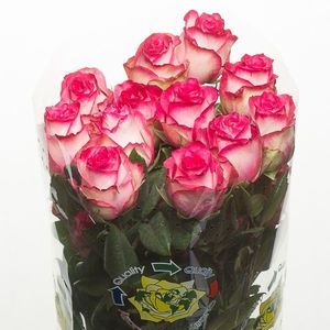ROSE ZSUZSA 40