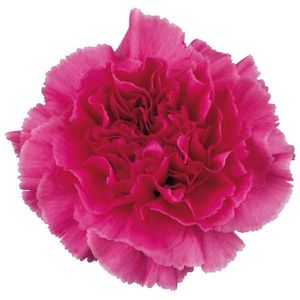 OEILLET FARIDA rose vif 55