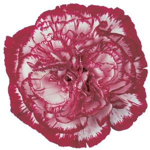 Oeillet sim rose pâle- livraison fleur coupée