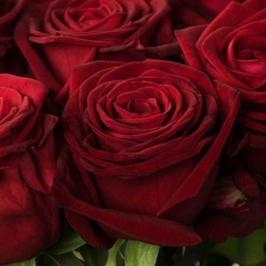 ROSE RED NAOMI Van Os 60