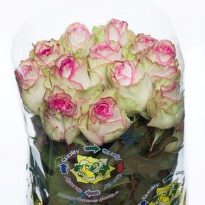 ROSE ESPERANCE 40