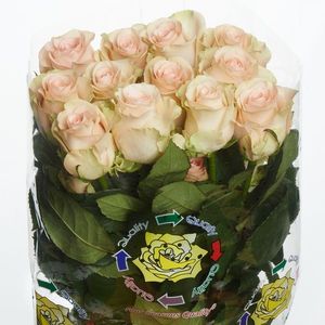 ROSE PRIMAVERA 40