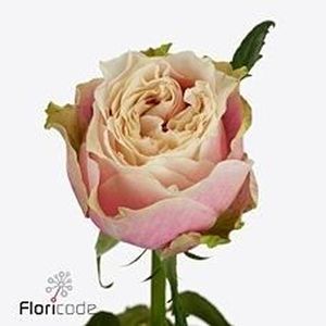 ROSE HELEN OF TROY KENIA 60