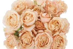 ROSE BR. SAHARA SENSATION 50