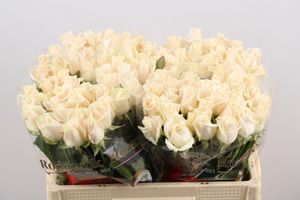ROSE VENDELA 60