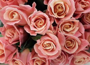 ROSE MISS PIGGY 60