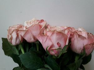 ROSE SUPLESSE KENIA 50