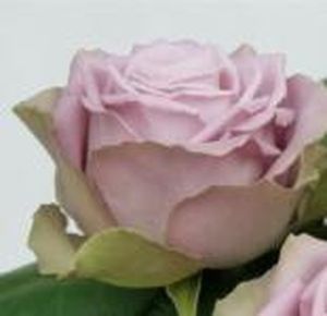 ROSE TIARA 40