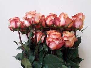 ROSE TWILIGHT 60