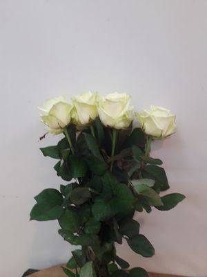 ROSE WHITE NAOMI 70