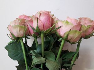 ROSE WILD LOOK KENIA 50