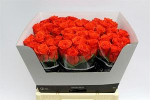 ROSE PATZ KENIA 50