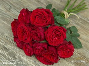 Rose rouge - Rose rouge coupée à prix de grossiste