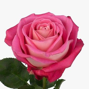 ROSE MELINA KENIA 50