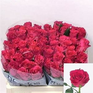 ROSE PINK RHODOS KENIA 50
