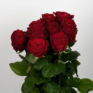 ROSE RED NAOMI SUPRA 90