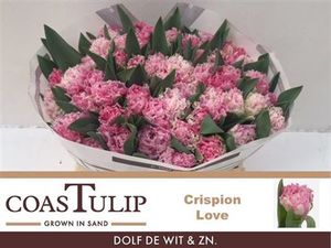TULIPE SNOW CRYSTAL 40
