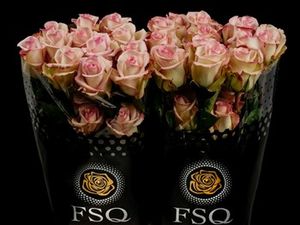 ROSE CEZANNE 40