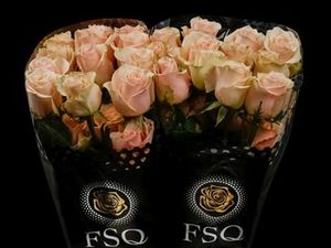 ROSE PRIMAVERA KENIA 50