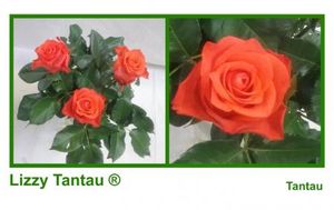 ROSE LIZZY 70